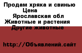Продам хряка и свинью › Цена ­ 50 000 - Ярославская обл. Животные и растения » Другие животные   